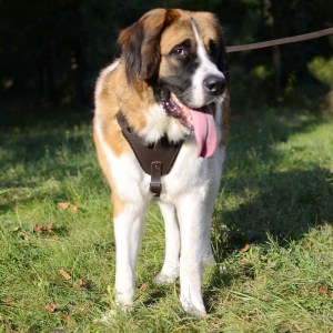 Коричневая кожаная шлейка с ручкой для московской сторожевой «Working Dog»